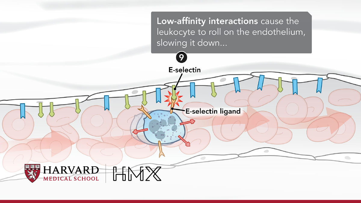 Janssen Colombia Case Study HMX Harvard Medical School